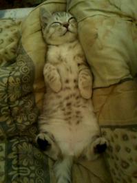 И постельку согреет, чтобы она холодной не была)))
вот такая Буська живёт с некоторых пор у меня в доме)))