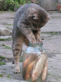 Очень забавный кот
