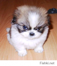 Они хотят выглядеть устрашающе 