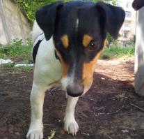 СОБАК-СУПЕРРЫБАК.