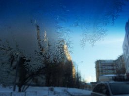 У меня вот такое на лобовухе росло.