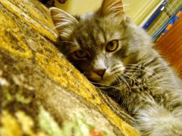 Правила жизни настоящего котэ