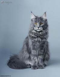 Правила жизни настоящего котэ