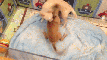 примерно так выглядят политические баталии