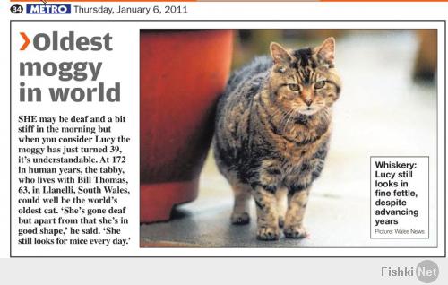 Судя по этой статье, кошке Луси 39 лет