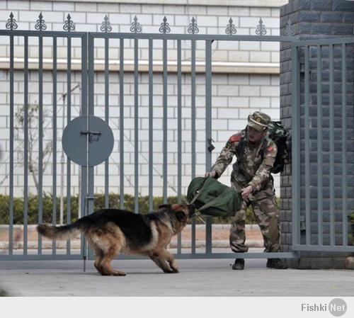 Армейский пес по кличке Черная Пантера не хочет отпускать в отставку своего друга Цзяна.