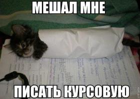 Кошачья шаурма