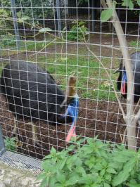 В прошлом году был в Московском зоопарке, там эта птичка на ходу, с куста воробья проглотила.