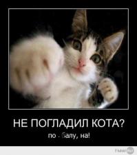 Смешные кошки