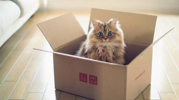 Забавные кошаки