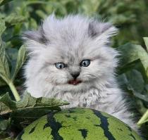 Коты в шоке