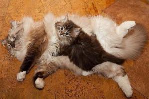 Все рыжие коты наглые сволочи