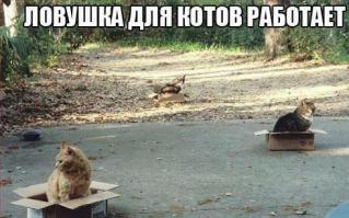 Котячий рай