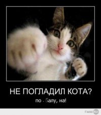 Блатата среди котэ