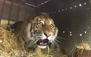 Кот вообще не ожидал 