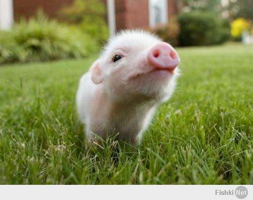 свиньи бывают разные
и совсем не безобразные!:)