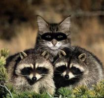 про котиков не забывай!;)