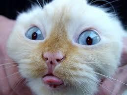 псс,парни,а эти минусёры свалили с фишек?