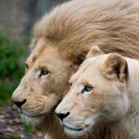 "Любить это не значит смотреть друг на друга. Любить-это значит смотреть в одну сторону" антуан да сент-экзюпери