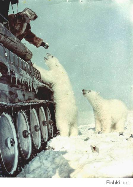 Советские солдаты кормят белых медведей с танка. 1950 год.