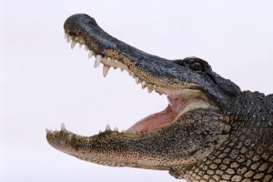 люблю покричать и даже,где-то,поорать!;)а без обид,но хотя бы заголовок надо редактировать
