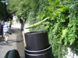 Ялтенский красавчик)