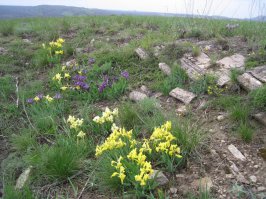 В 2-3-х км. от дома растут)