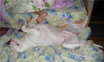 Трогательная дружба ребенка и собаки