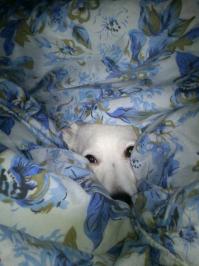 Трогательная дружба ребенка и собаки