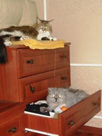 Трогательная дружба ребенка и собаки