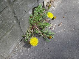 Как природа побеждает цивилизацию