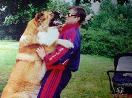 а на моём кавказце, что на фото, когда он подрос- школота первоклашки катались
106 кг весил
вот и здесь он еще щенок восьмимесячный