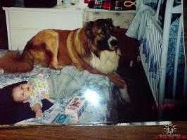 А это мой кавказец...тут еще щеночек , 8 месяцев.....Когда подрос, стал побольше- 96 кг