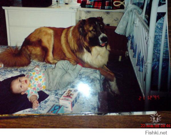 А это мой кавказец...тут еще щеночек , 8 месяцев.....Когда подрос, стал побольше- 96 кг