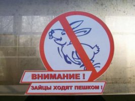 Заяц догоняет раллийное авто
