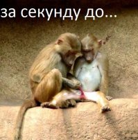 30 веселых фотографий с животными