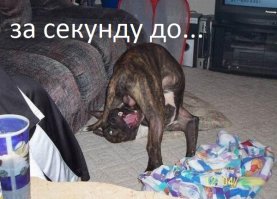 30 веселых фотографий с животными