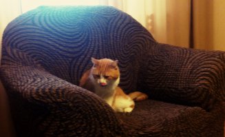 эх на моем счету 2 но с нами только один живет второго теще отвезли не принял старший оболтус младшего брата. тоже из подьезда из коробки но фоток уже не найду 6 год с нами красавец.