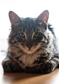 Жил-был парнишка один.
И как-то он захотел завести зверюшку какую-нибудь модную.
В итоге этот парнишка купил за 1500$ канадского сфинкса.
Через 2 месяца канадский сфинкс подрос.А таким котик стал через полгода.