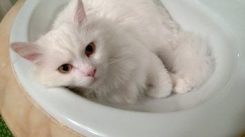 Забрала его у хозяев - садюг... Был тощий, с вырванными клоками шерсти (у предыдущих хозяев дети были, они его таскали в разные стороны, одна за лапы, другой за хвост и бока), еще и хвост ему облили кипящим маслом, шерсть потом долго отрасти не могла, лечили его. Ходил на улицу, а иногда и выгоняли его(((( Живет у моих родителей, любимец всей семьи)))))) Симпатяга и просто отличный парень)