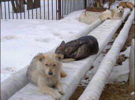 Дизайнерские убежища для бездомных