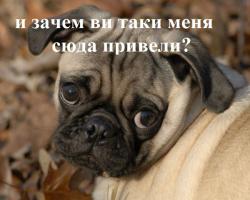 25 животных, которые знают, как надо правильно просить печеньки