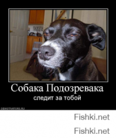 Собака подозревака)