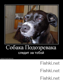 Собака подозревака)