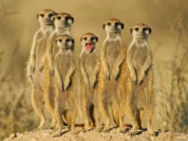 Зима + зверушки = красота