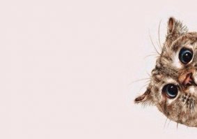  Ведро с сюрпризом