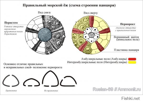 Правильный морской ёж с радиальной симметрией.
То есть был правильный, пока его геология не покромсала...
:)