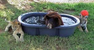 Необычная дружба