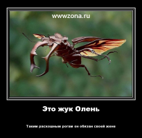  Редкий жучара