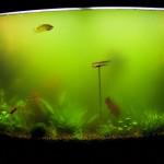 Как легко и просто склеить аквариум своими руками